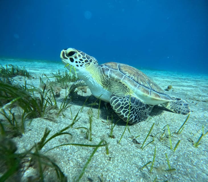Tenerife: Half-Day Snorkeling Tour - Starting from Multiple Pickup Points in Tenerife