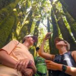 Tenerife: Hike Above Masca in Enchanted Forest with Pick-up - What the Itinerary Looks Like: Stops and Highlights