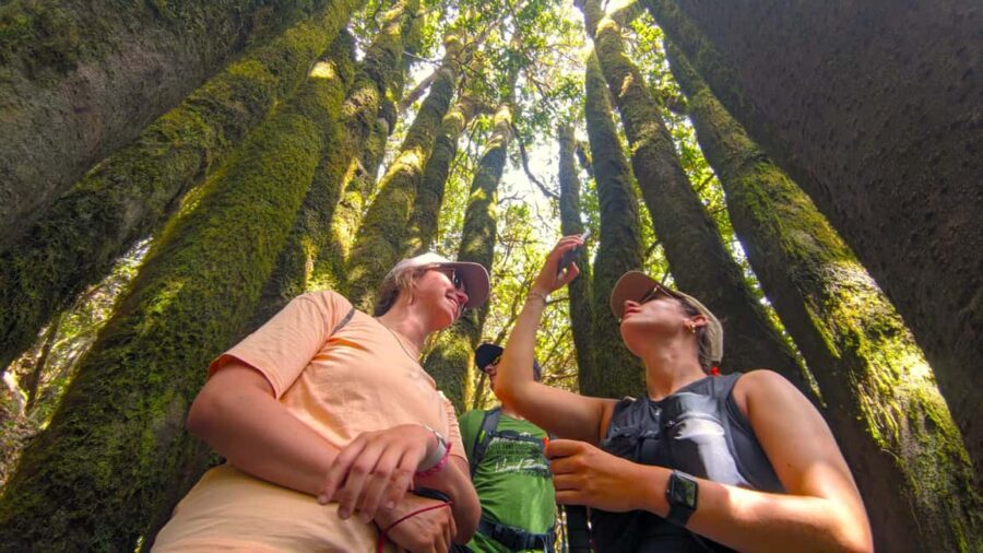 Tenerife: Hike Above Masca in Enchanted Forest with Pick-up - What the Itinerary Looks Like: Stops and Highlights