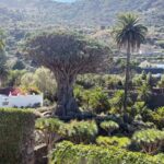 Tenerife: Icod de los Vino, Garachico & Guachinche Tour - Visiting the Iconic Millennial Dragon Tree in Icod de los Vinos