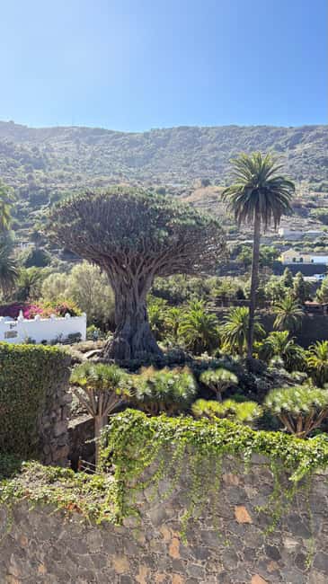 Tenerife: Icod de los Vino, Garachico & Guachinche Tour - Visiting the Iconic Millennial Dragon Tree in Icod de los Vinos