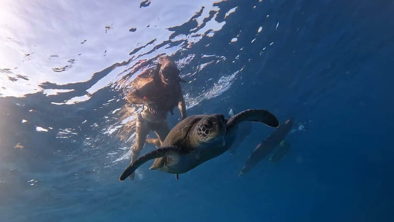 Tenerife: kayak tour with animals and underwater scooters - Tenerife Kayak Tour: Starting Points and Locations