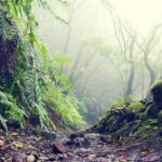 Tenerife: La Laguna & Anaga hike - Discovering La Laguna’s UNESCO Heritage Site