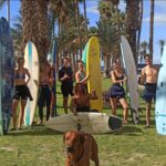 Tenerife: Paddle Surf Experience in Playa de las Américas - What Makes This Paddle Surf Tour Unique in Tenerife