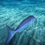 Tenerife: Private Scuba DivingCertified Instructor & Photos - Starting from Los Cristianos with No Group Pressure