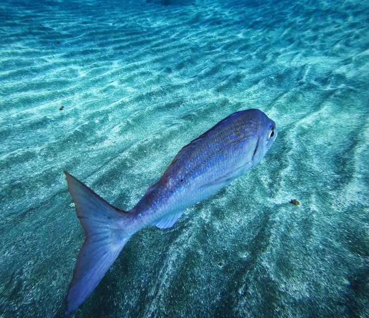 Tenerife: Private Scuba DivingCertified Instructor & Photos - Starting from Los Cristianos with No Group Pressure