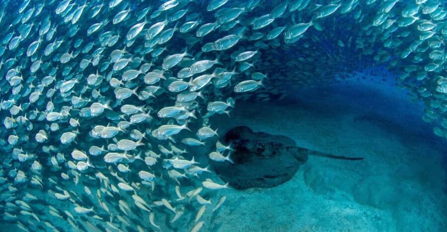 Tenerife: Scuba Diving Experience for Every Level - Learning the Basics Before Your Underwater Adventure