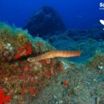 Tenerife: Snorkeling Equipment Rental in Radazul - Quality and Range of Snorkeling Equipment