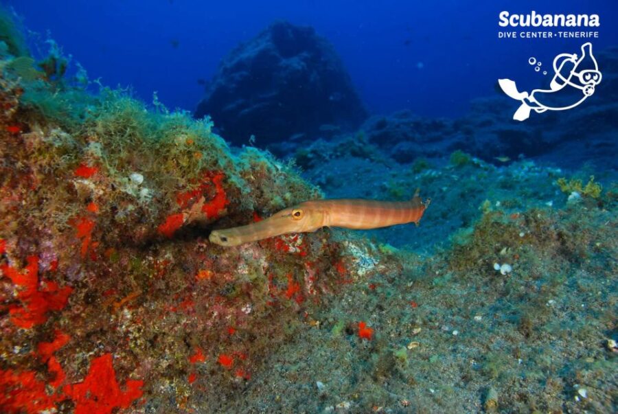 Tenerife: Snorkeling Equipment Rental in Radazul - Quality and Range of Snorkeling Equipment