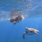 Tenerife: Snorkeling Trip in a Turtle Habitat - Speedboat Ride Along Tenerife’s Beautiful Coastline