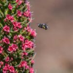 Tenerife: Teide National Park Guided Tour - Starting Point and Transportation Logistics in Costa Adeje