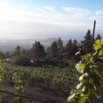 Tenerife: Tour of an Organic Vineyard with Tasting & Snacks - Navigating the Tour: From Meeting Point to Vineyard