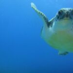 Tenerife Turtle and Snorkel Tour from Costa Adeje - The Marine Life You’re Likely to Encounter
