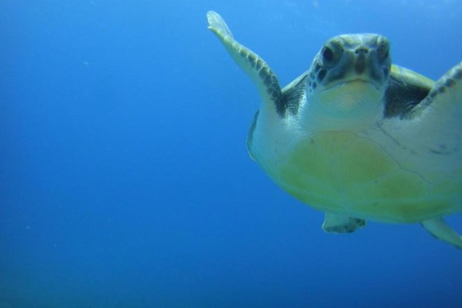 Tenerife Turtle and Snorkel Tour from Costa Adeje - The Marine Life You’re Likely to Encounter