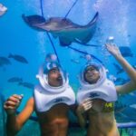 Tenerife: Underwater Walk - Sea Trek Experience - Meeting Point and Logistics in Los Cristianos
