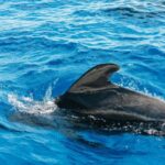 Tenerife: Whale & Dolphin Watching with Drinks and Snacks - Departing from Puerto Colón for a Marine Adventure