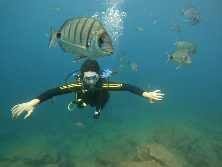 Tenerife: Your First Scuba Diving Experience in Turtle Area - The Speedboat Transfer to Tenerife’s Marine Sites