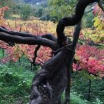 Tenuta San Francesco Wine Tasting - Inside the 17th Century Cellar at Masseria