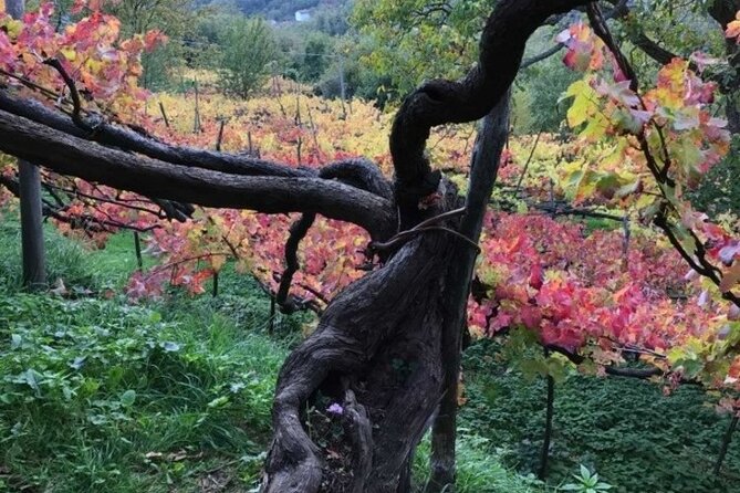 Tenuta San Francesco Wine Tasting - Inside the 17th Century Cellar at Masseria