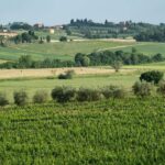 Tenuta Torriolo: EVO Oil Tasting in the province of Siena - Exploring the Estate and Vineyards in Siena