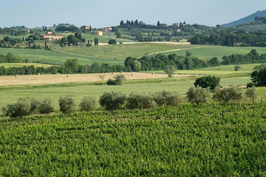 Tenuta Torriolo: EVO Oil Tasting in the province of Siena - Exploring the Estate and Vineyards in Siena
