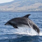 Terceira: Half-Day Dolphin and Whale Watching Tour - The Starting Point at Picos de Aventura in Angra do Heroísmo