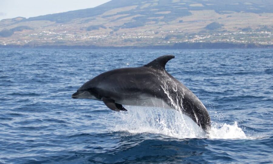 Terceira: Half-Day Dolphin and Whale Watching Tour - The Starting Point at Picos de Aventura in Angra do Heroísmo