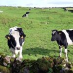 Terceira Island : Half-Day Van Tour on the West Coast - Exploring Monte Brasil and Surrounding Parishes