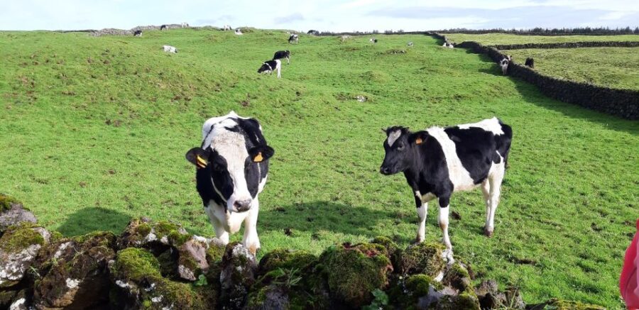 Terceira Island : Half-Day Van Tour on the West Coast - Exploring Monte Brasil and Surrounding Parishes