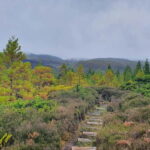 Terceira Island: Mistérios Negros & Mist. Novo Hike w/picnic - Scenic Picnic at Pico Gaspar: Flavors and Rest in Nature