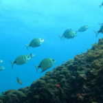 Terceira Island: Snorkeling Adventure - Starting Point at Marina De Angra: The Gateway to the Underwater World