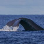 Terceira Island : Whale and Dolphin Watching boat excursion - What to Expect During the 2.5-Hour Marine Excursion