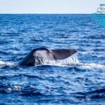 Terceira: Whale and Dolphin Watching in a Zodiac Boat - The Zodiac Boat: Speed, Safety, and Comfort