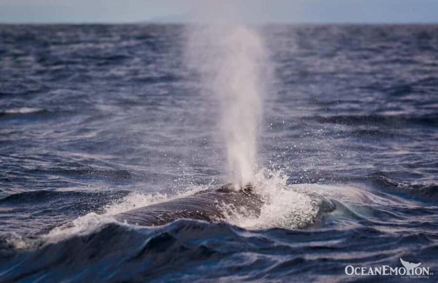 Terciera Island: Whale Watching + Ilhéus Cabras + Snorkeling - Discovering Ilhéus das Cabras and Its Unique Landscape