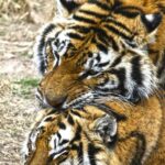 Terra Natura Benidorm Entrance Ticket - Practical Information for Visitors