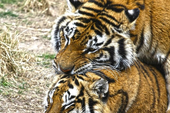 Terra Natura Benidorm Entrance Ticket - Practical Information for Visitors