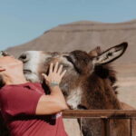 The Animal Academy - Shelter Tour - How the Guided Tour Unfolds at the Shelter