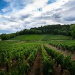 The Beautiful Escape, The Cellar Armand Heitz - The Explanation of Agricultural and Winemaking Practices