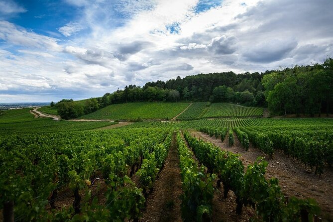 The Beautiful Escape, The Cellar Armand Heitz - The Explanation of Agricultural and Winemaking Practices
