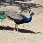 The Best of Rhodes & Lindos: Full Island Tour (Small Group) - Convenient Meeting Point at Gallias 6, Rodos