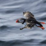 The Bird Safari Tour - Scenic Bus Ride Through Arctic Scenery from Honningsvåg