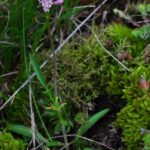 THE BOTANICAL GARDENS OF AOSTA VALLEY - The Gardens of Castel Savoia: A Collection of 250 Species
