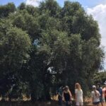 The Governor's Olive Mill Tour with Olive Oil Tasting - Inside the Mill: From Tradition to Technology