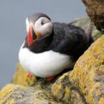 The Great Round Tour: Around Iceland in 13 Days - Walking through Pingvellir National Park and Geysir