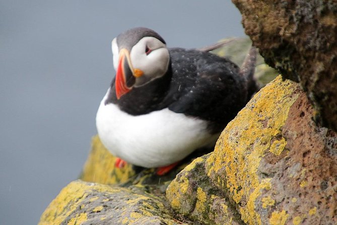 The Great Round Tour: Around Iceland in 13 Days - Walking through Pingvellir National Park and Geysir