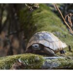 The Island of the Snakes - Golem Grad - Discovering the Natural Wonders of Golem Grad