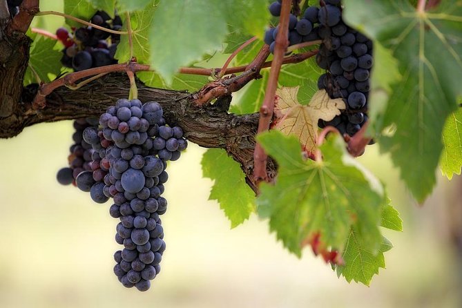 The Original Syrah Wine Tour (2:00 pm - 6:30 pm) - Small Group Tour from Lyon - Scenic Drive Past the Roman Theater in Vienne