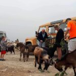 The Roads Of Wine Olive Oil And Cretan Tradition in Malia - Practical Aspects and Comfort