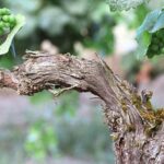 The Taste of Malta Artisan Wine Pairing - Who Will Enjoy This Tour Most