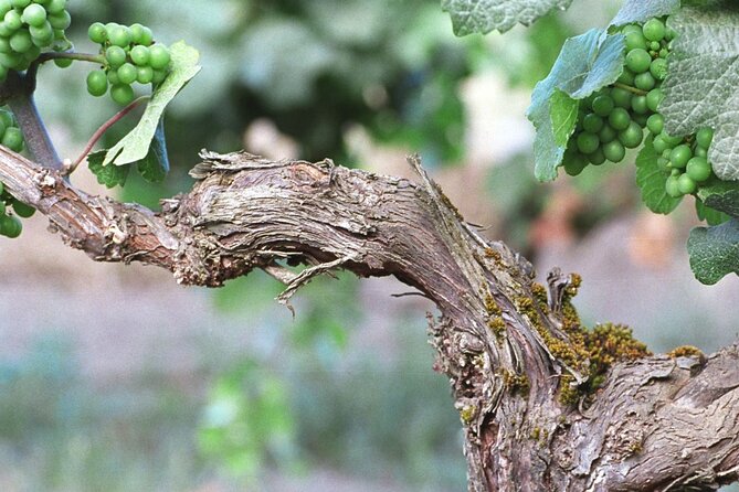 The Taste of Malta Artisan Wine Pairing - Who Will Enjoy This Tour Most